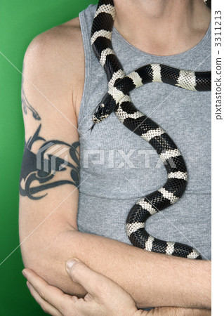 California Kingsnake draped around man. 3311213