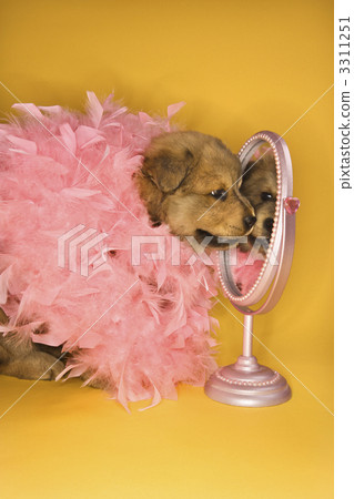 Puppy wearing pink feather boa. 3311251