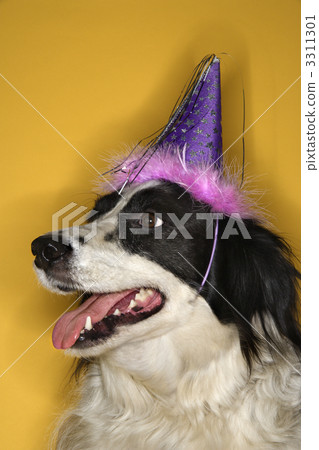 Dog wearing party hat. Dog wearing party hat. 3311301
