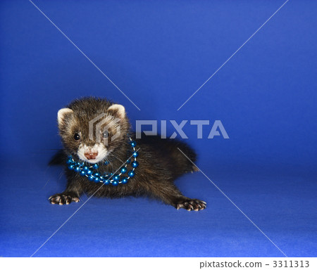 Ferret on blue wearing necklace. Ferret on blue wearing necklace. 3311313