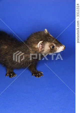 Portrait of brown ferret. Portrait of brown ferret. 3311314