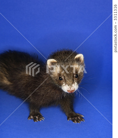 Portrait of brown ferret. Portrait of brown ferret. 3311316