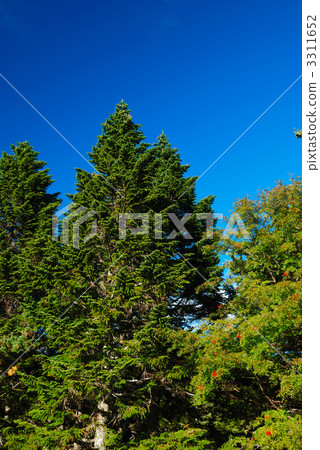 Bandai高原的Shirabviso和紅色水果的Nanakamado 3311652