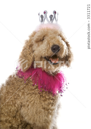Goldendoodle dog wearing costume. 3311721