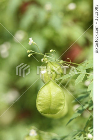 Fuzen kazura（氣球kudzu） 3312095