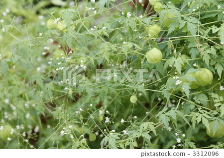 Fuzen kazura (balloon kudzu) 3312096