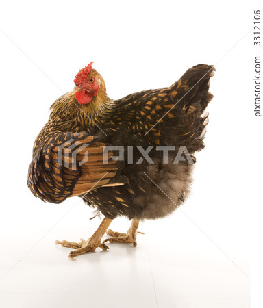 Golden Laced Wyandotte chicken. 3312106
