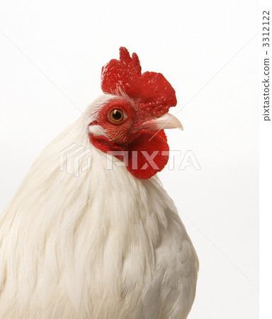 Old English Bantam Rooster. 3312122