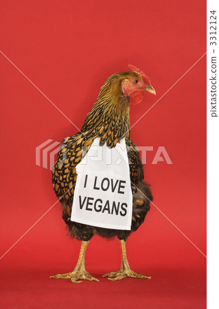 Chicken wearing funny vegan sign. 3312124