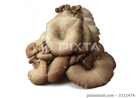 牡蠣蘑菇 牡蠣蘑菇 3312474