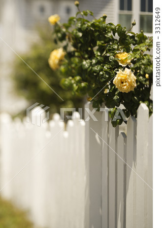 Picket fence with rose bush. 3312649