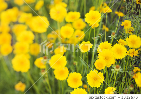 Yellow flowers growing wild. 3312676