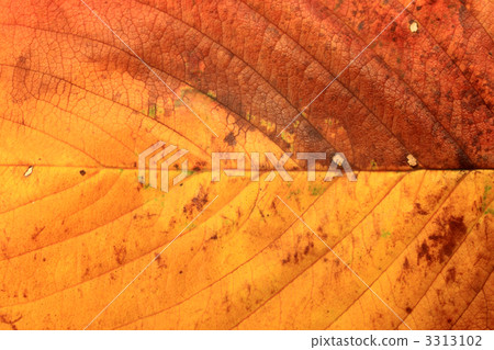 Cherry blossoms dead leaves 3313102