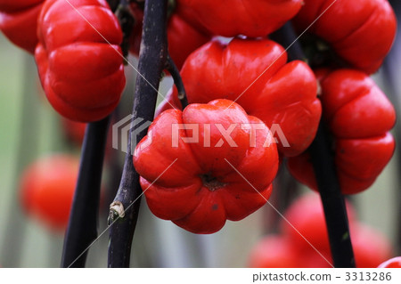 裝飾茄子 裝飾茄子 3313286