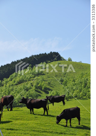 Bungo牛放牧 3313386