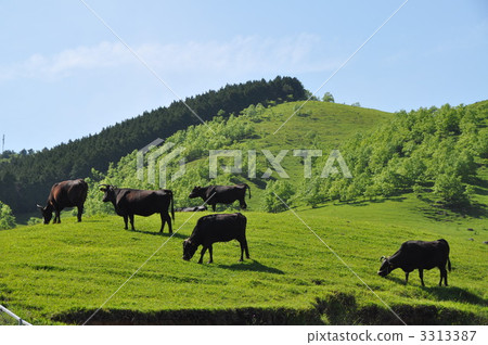 Bungo牛放牧 3313387