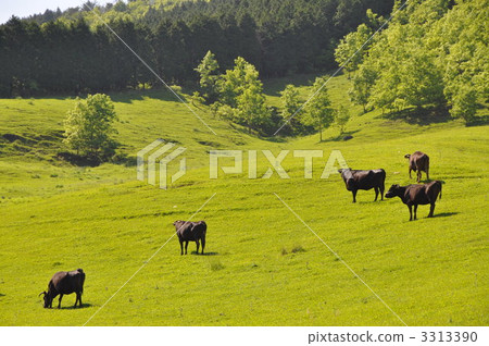 Bungo cattle grazing Bungo cattle grazing 3313390