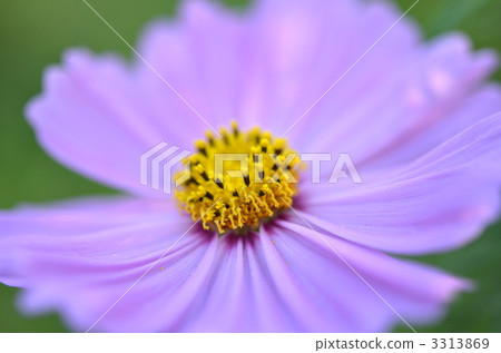 cosmos, cosmea, bloom 3313869