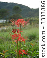 Red Flower, cluster amaryllis, botanic 3313886