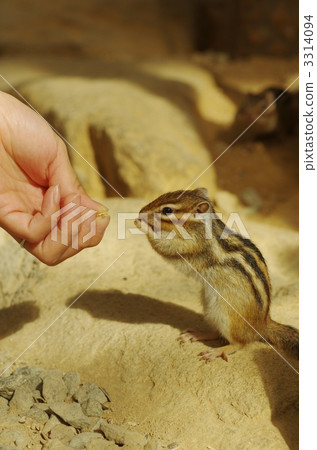 Feeding for Chipmunks Feeding for Chipmunks 3314094