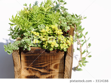 Feeding of Sedum 3314166