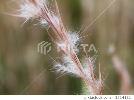 Chigaya in early autumn Chigaya in early autumn 3314181