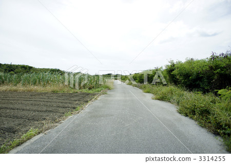 糸滿市 甘蔗 鄉間道路 3314255
