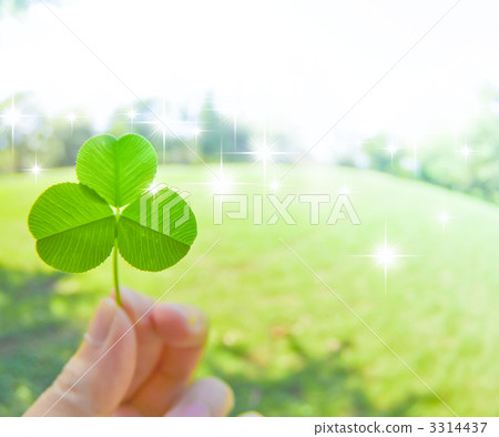 trefoil, cryptotaenia, three leaf clover 3314437