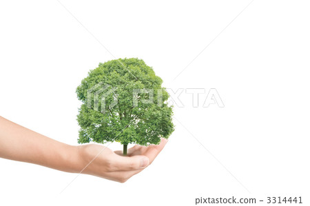 正在成長的樹木 手 樹木 3314441
