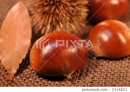 Chestnut 3314822