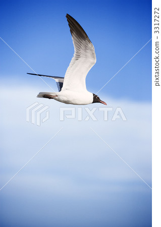 Black-headed gull in flight. 3317272