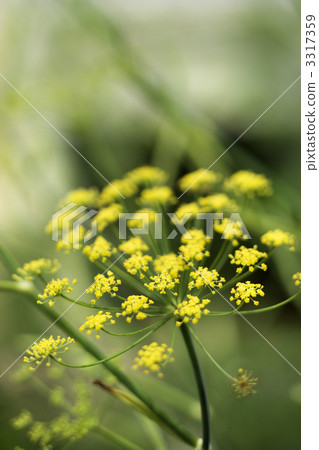 Yellow cluster bloom on plant. 3317359
