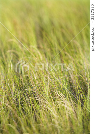 Beach grass. Beach grass. 3317550