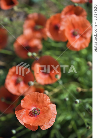 Red poppy flowers. Red poppy flowers. 3317620