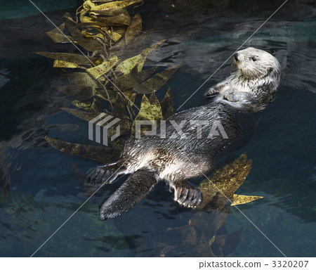 Otter swimming in aquarium. Otter swimming in aquarium. 3320207