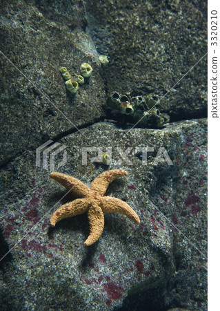 Starfish underwater. Starfish underwater. 3320210