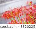 licorice, cluster amaryllis, bloom 3320225