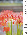 licorice, cluster amaryllis, bloom 3320226