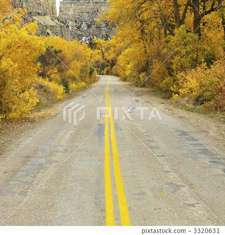 Road with Aspen trees. 3320631