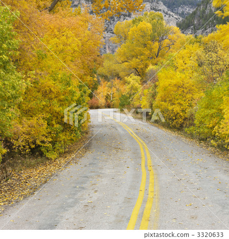 Road with Aspens in Fall. 3320633