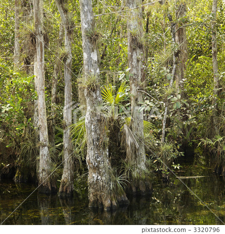 Florida Everglades landscape. 3320796