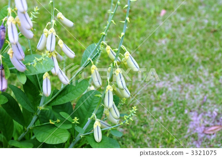 Kokane Tanukimame Kokane Tanukimame 3321075