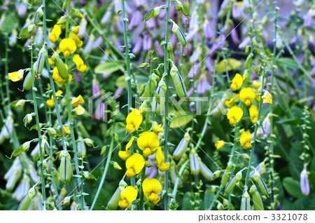 Kokane Tanukimame Kokane Tanukimame 3321078