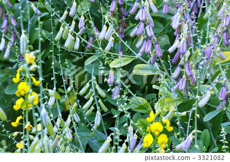 Kokane Tanukimame 3321082