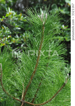 Black pines Black pines 3321167