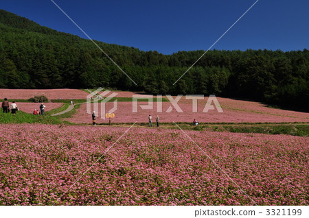 takane ruby, red buckwheat field, buckwheat field 3321199