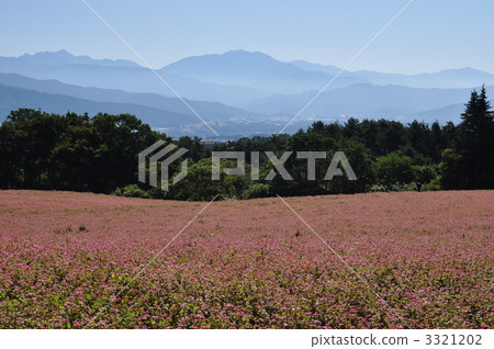 buckwheat field, red buckwheat field, takane ruby 3321202