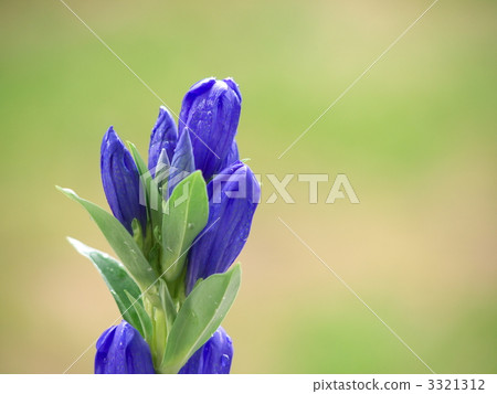 Gentian flowers 3321312