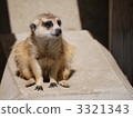海貓 動物 一隻小動物 3321343