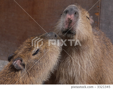 capybara, animal, animals 3321345